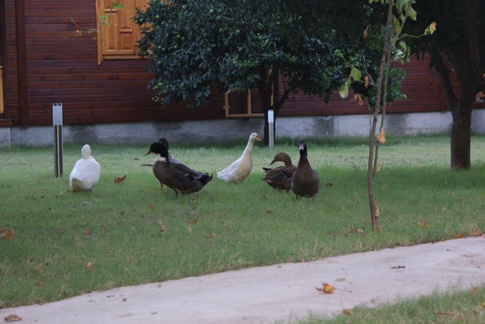 Maji Village Çıralı Exteriér fotografie